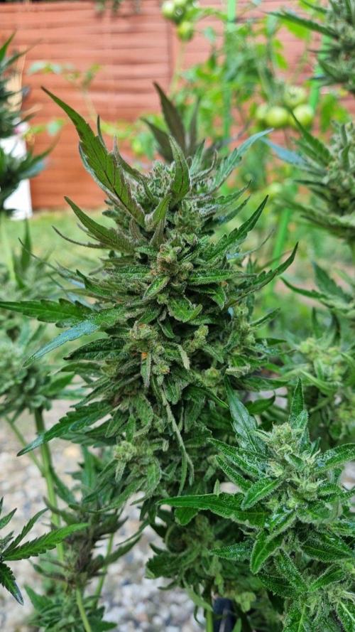 3in1 OUTDOOR Apricot Automatic FastBuds. Week 14