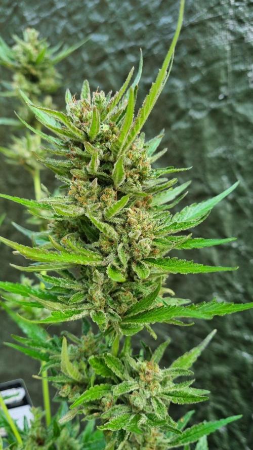 3in1 OUTDOOR Apricot Automatic FastBuds. Week 14