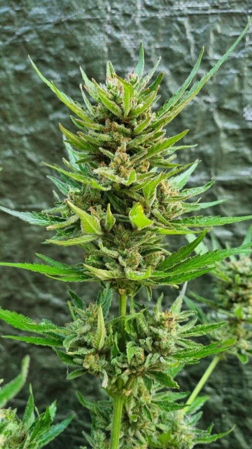 3in1 OUTDOOR Apricot Automatic FastBuds. Week 14