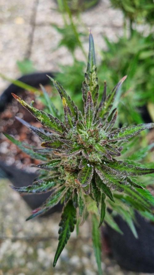 3in1 OUTDOOR Apricot Automatic FastBuds. Week 14