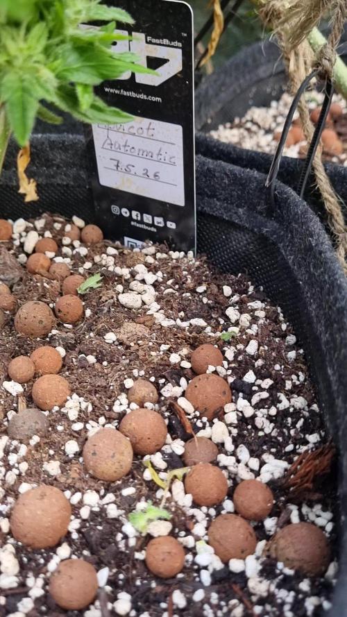 3in1 OUTDOOR Apricot Automatic FastBuds