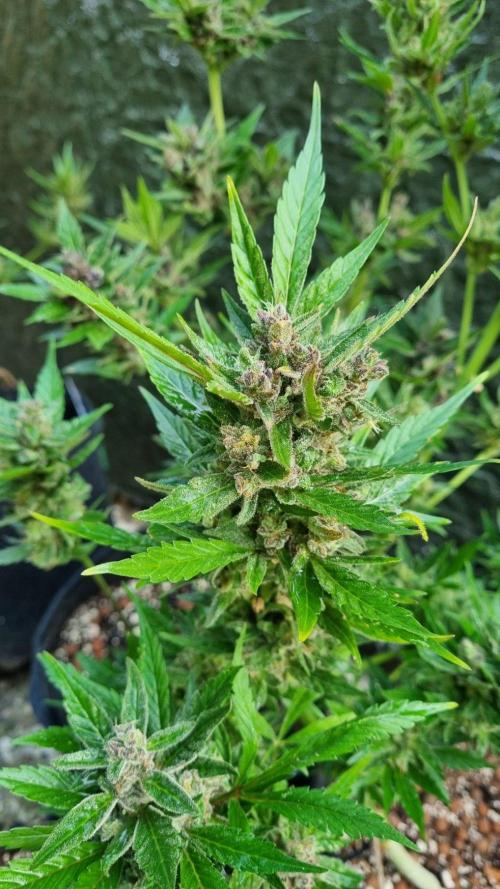 3in1 Outdoor Lemon Cherry Cookies Auto. Week 14