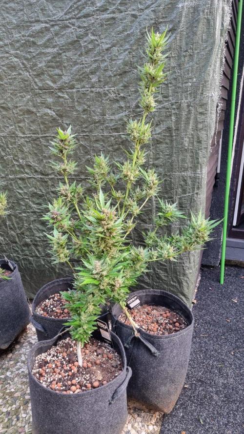 3in1 Outdoor Lemon Cherry Cookies Auto. Week 14