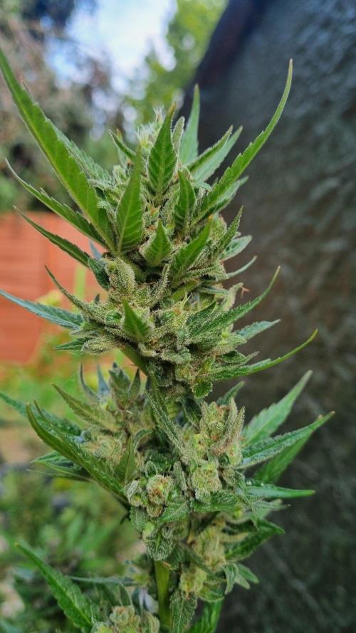 3in1 Outdoor Lemon Cherry Cookies Auto. Week 14