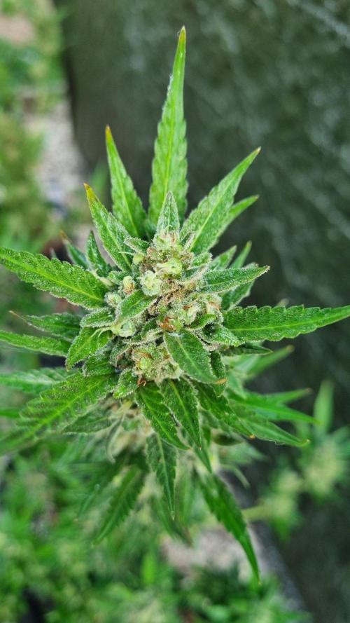 3in1 Outdoor Lemon Cherry Cookies Auto. Week 14