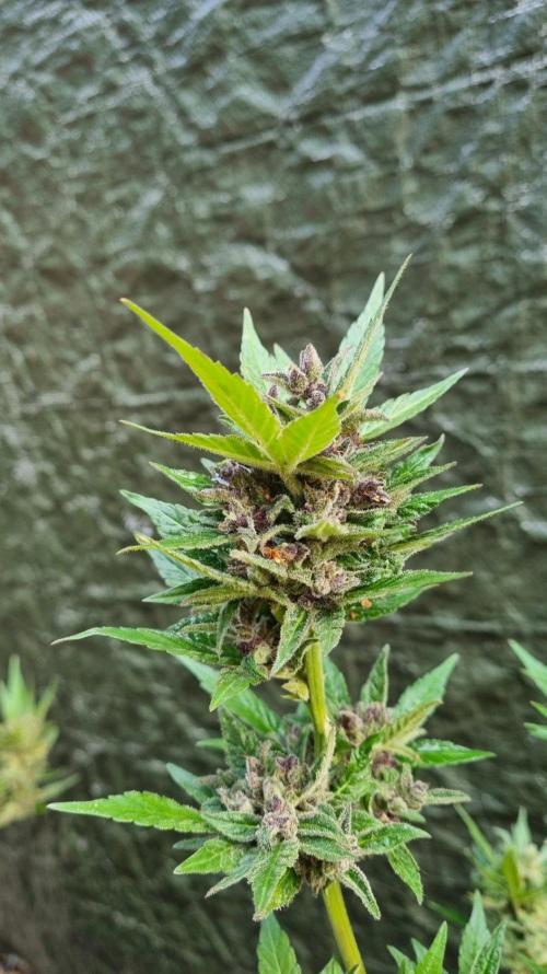 3in1 Outdoor Lemon Cherry Cookies Auto. Week 14