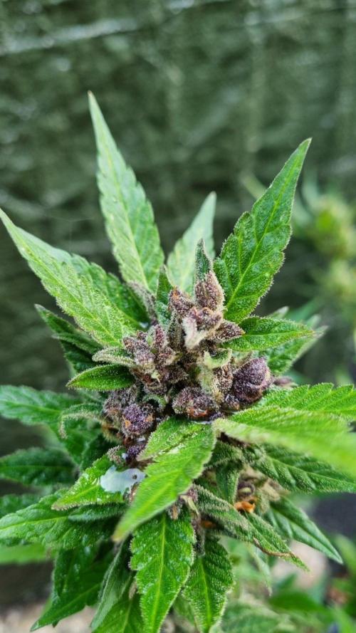 3in1 Outdoor Lemon Cherry Cookies Auto. Week 14