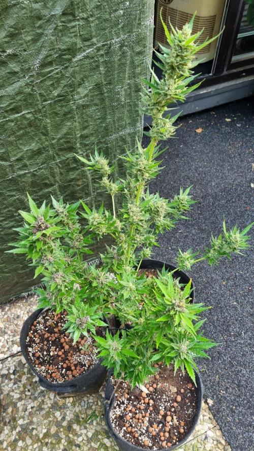 3in1 Outdoor Lemon Cherry Cookies Auto. Week 14