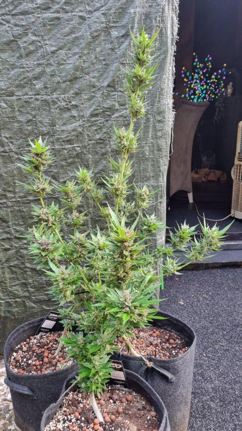 Lemon Cherry Cookies Auto. Week 14