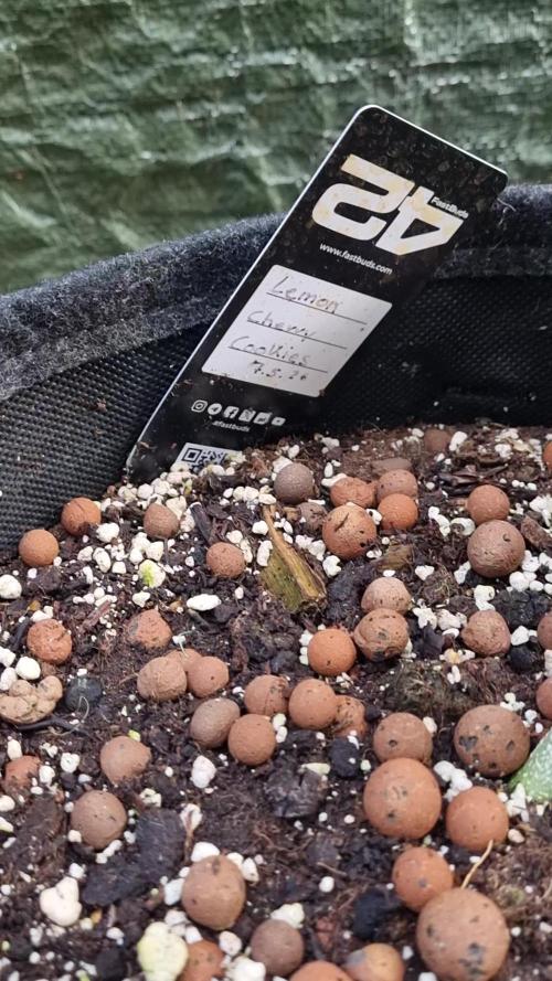 3in1 Outdoor Lemon Cherry Cookies Auto