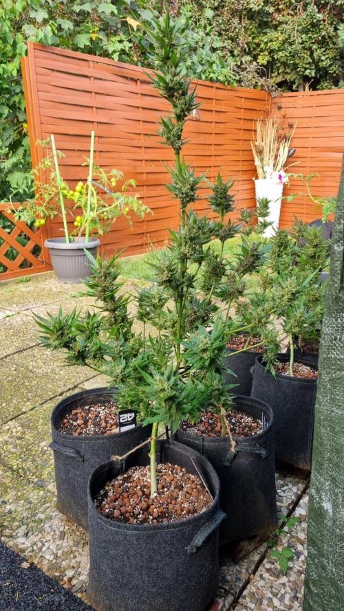 3in1 Outdoor Lemon Cherry Cookies Auto. Week 15