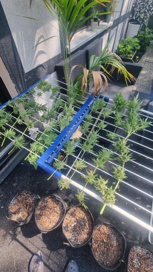3in1 Outdoor Lemon Cherry Cookies Auto. Week 15