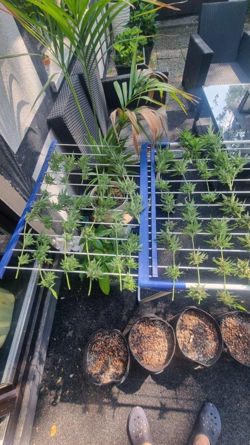 3in1 Outdoor Lemon Cherry Cookies Auto. Week 15