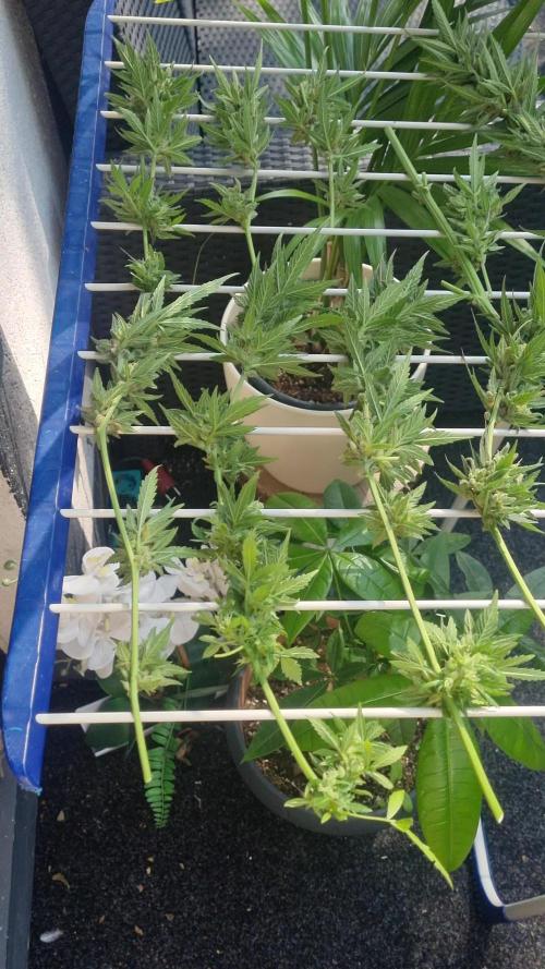 3in1 Outdoor Lemon Cherry Cookies Auto