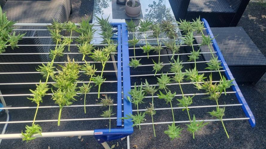 3in1 OUTDOOR Apricot Automatic FastBuds. Week 15