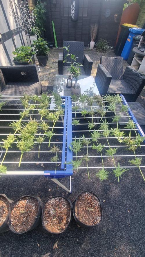 3in1 OUTDOOR Apricot Automatic FastBuds. Week 15