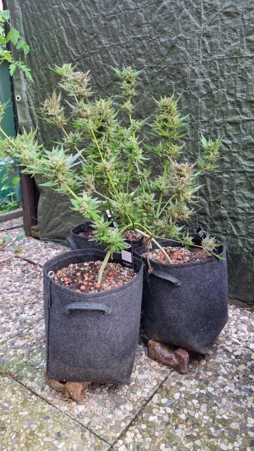 3in1 OUTDOOR Apricot Automatic FastBuds. Week 15