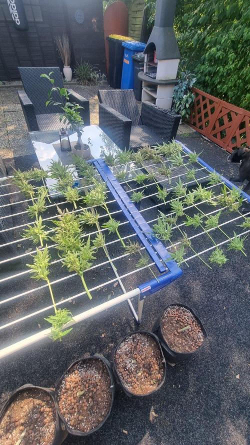 3in1 OUTDOOR Apricot Automatic FastBuds. Week 15
