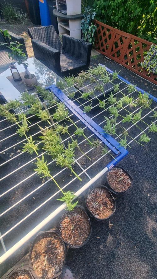 Apricot Auto. Week 15