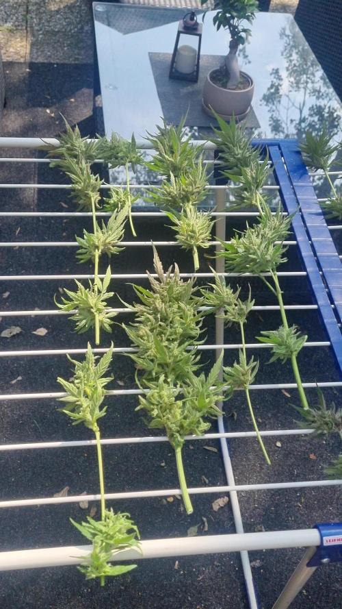 3in1 OUTDOOR Apricot Automatic FastBuds