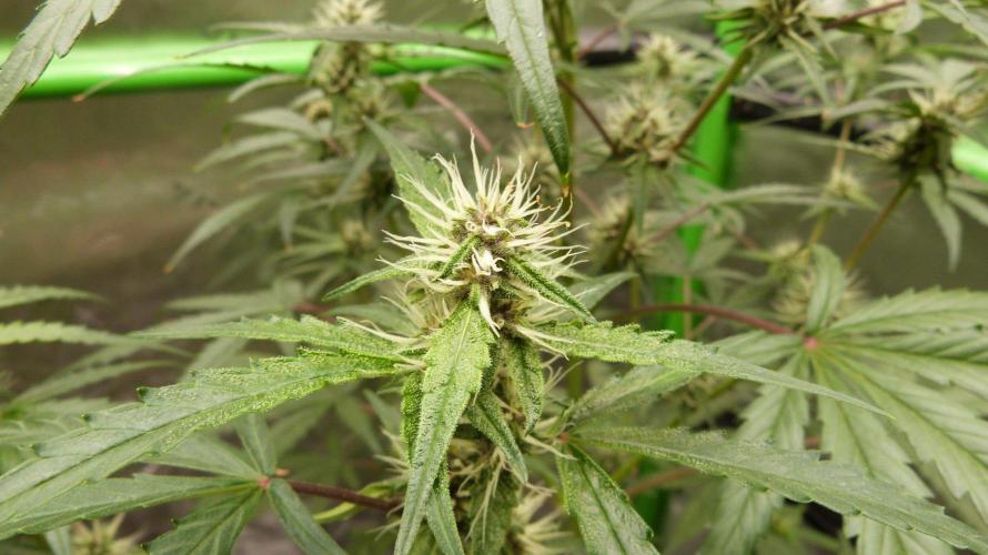 GoodGenetix G-Donutz Automatic. Week 7