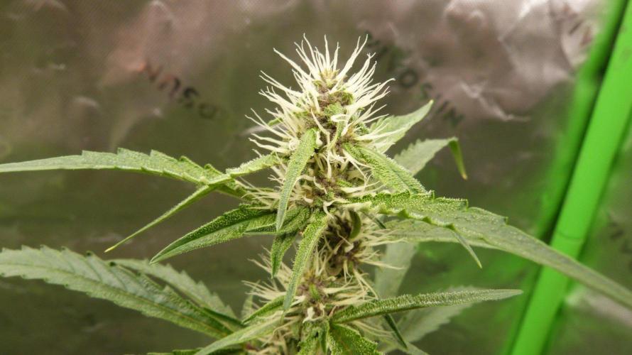 GoodGenetix G-Donutz Automatic. Week 7