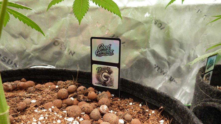 GoodGenetix G-Donutz Automatic. Week 7