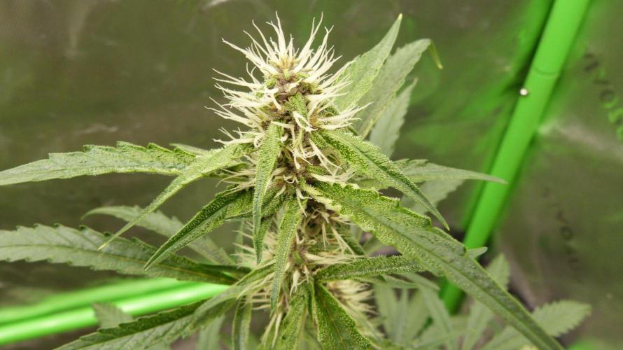 GoodGenetix G-Donutz Automatic. Week 7