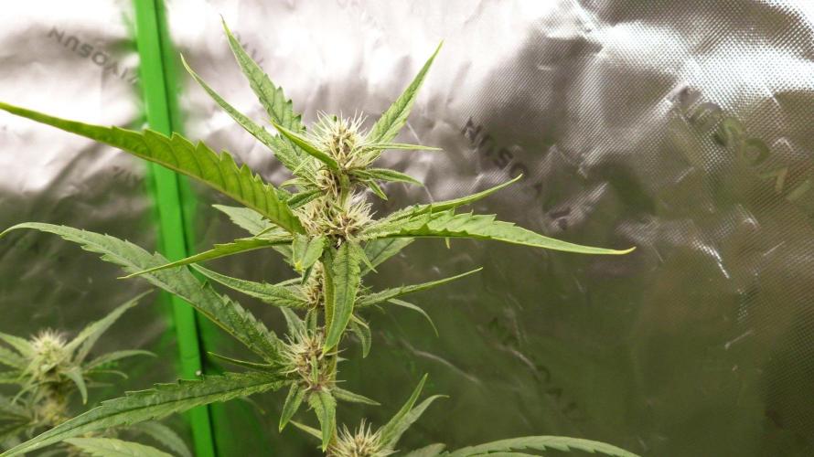 GoodGenetix G-Donutz Automatic. Week 7