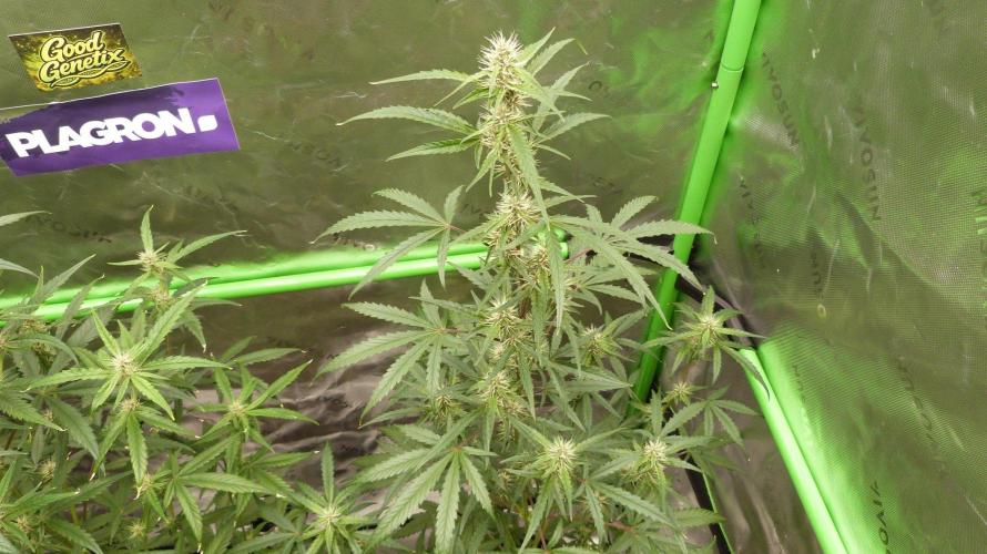 GoodGenetix G-Donutz Automatic. Week 7