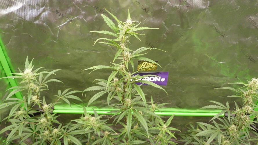 GoodGenetix G-Donutz Automatic. Week 7