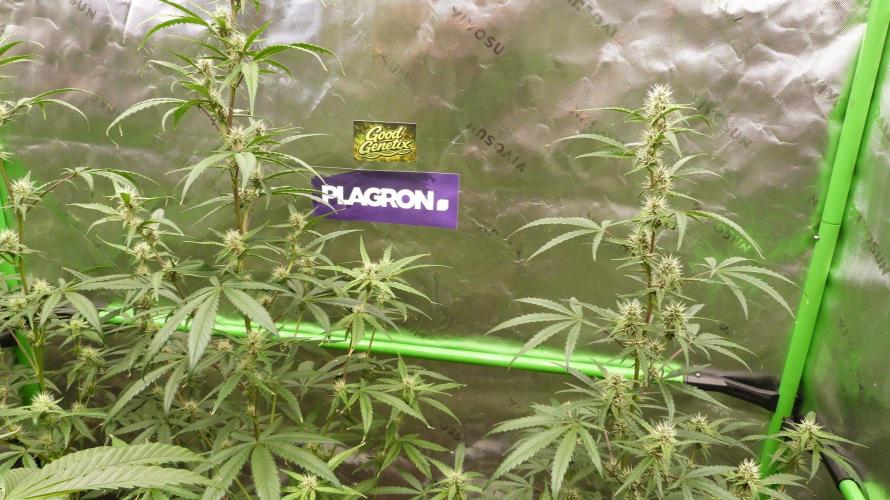 GoodGenetix G-Donutz Automatic. Week 7