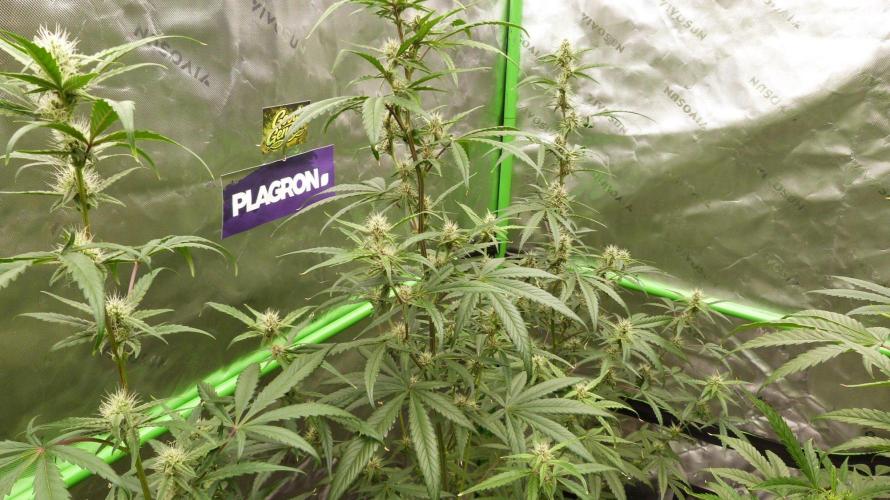 G-Donutz. Week 7