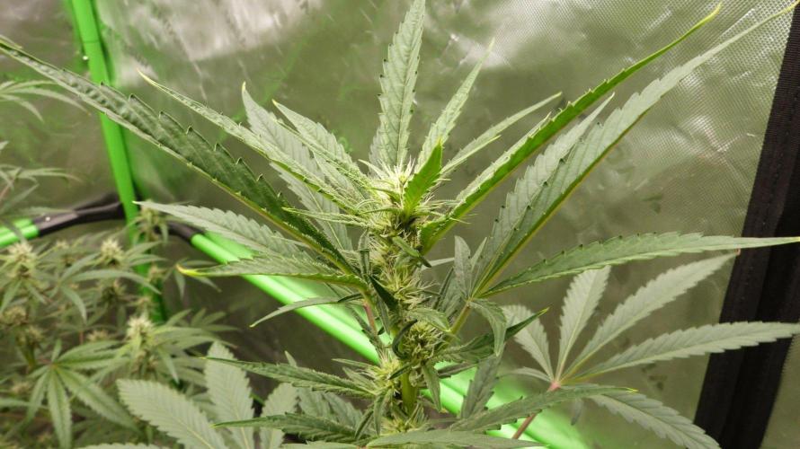 GoodGenetix Permanent-G Automatic. Week 7