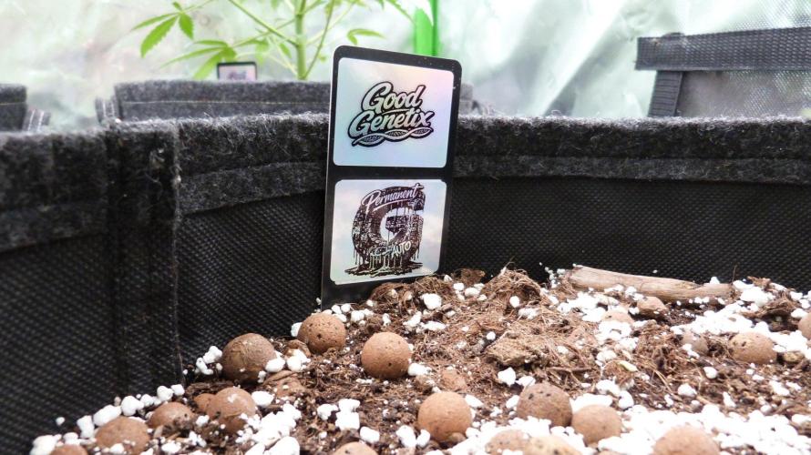 GoodGenetix Permanent-G Automatic. Week 7