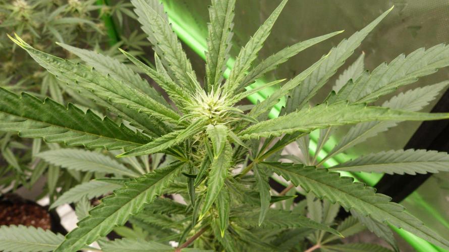 GoodGenetix Permanent-G Automatic. Week 7