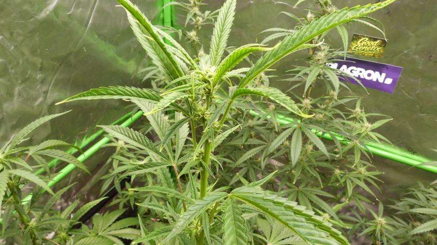 GoodGenetix Permanent-G Automatic. Week 7