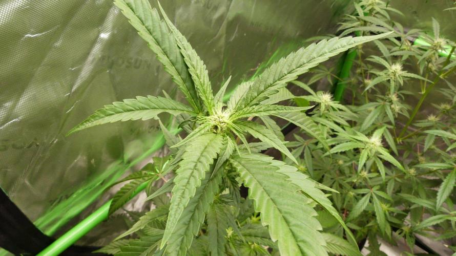GoodGenetix Permanent-G Automatic. Week 7