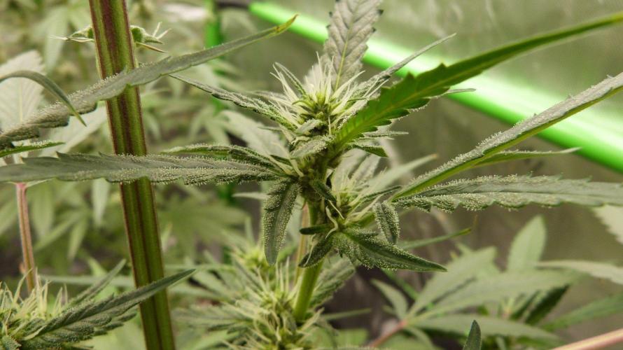 Grow Tent S448 48x48x80. Week 7