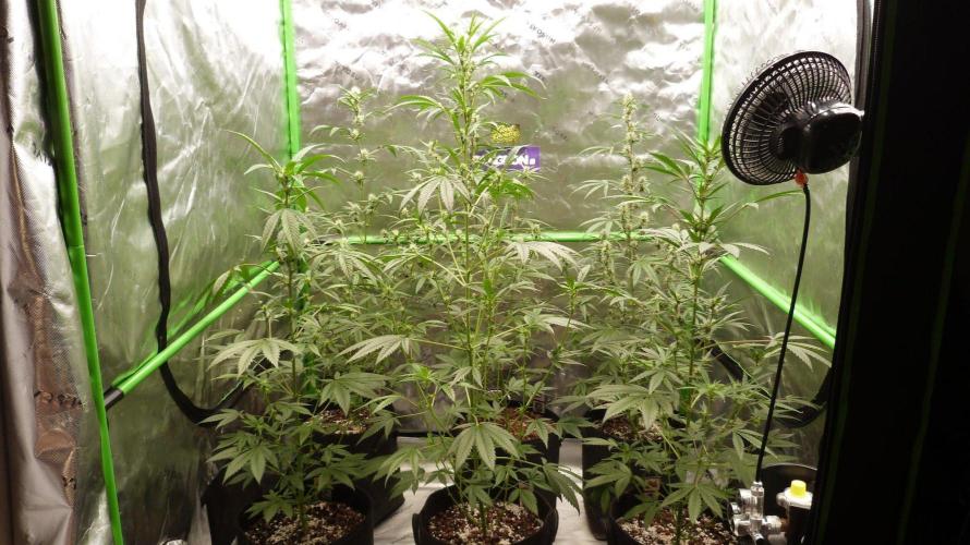 GoodGenetix Permanent-G Automatic. Week 7