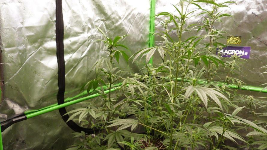 GoodGenetix Permanent-G Automatic. Week 7