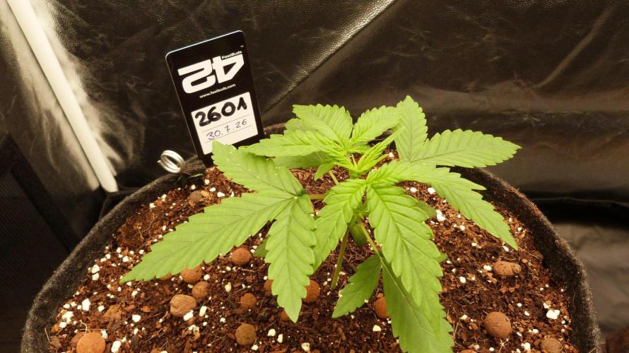 !FastBuds FBA unpublished TESTER GROW!. Week 4