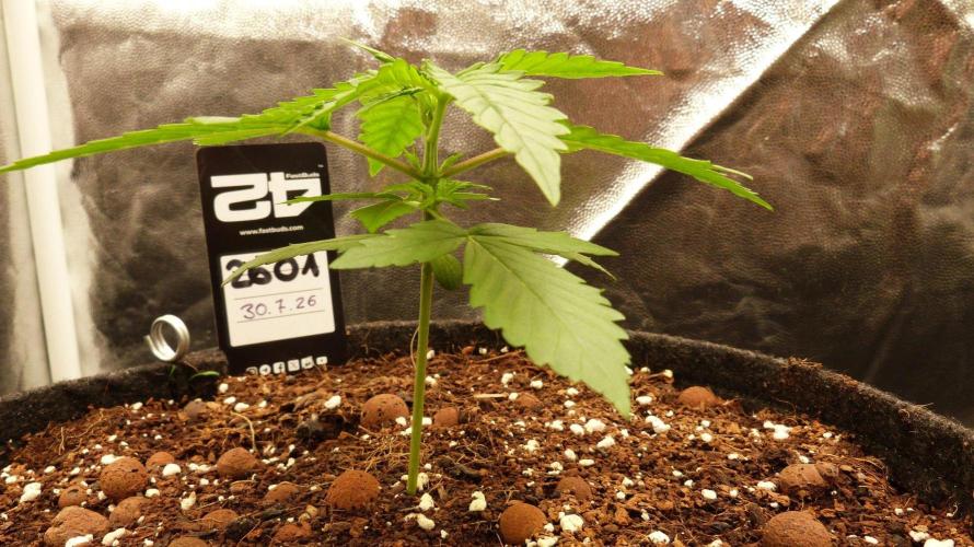 !FastBuds FBA unpublished TESTER GROW!. Week 4