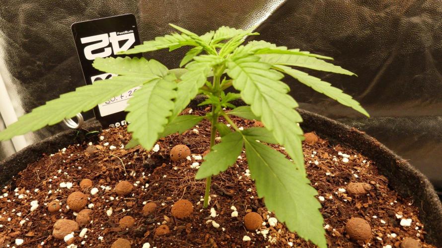 !FastBuds FBA unpublished TESTER GROW!. Week 4