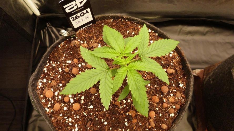 !FastBuds FBA unpublished TESTER GROW!. Week 4
