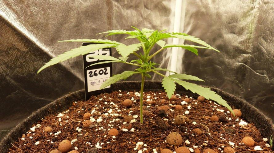 !FastBuds FBA unpublished TESTER GROW!. Week 4