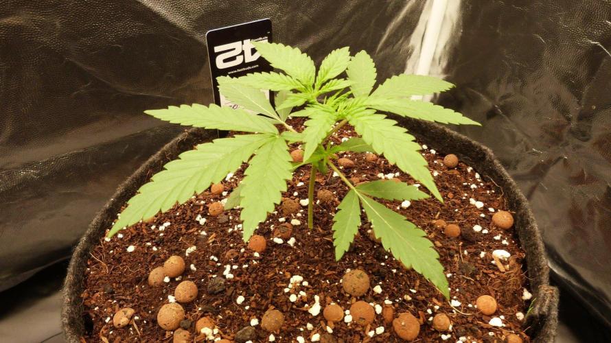 !FastBuds FBA unpublished TESTER GROW!. Week 4