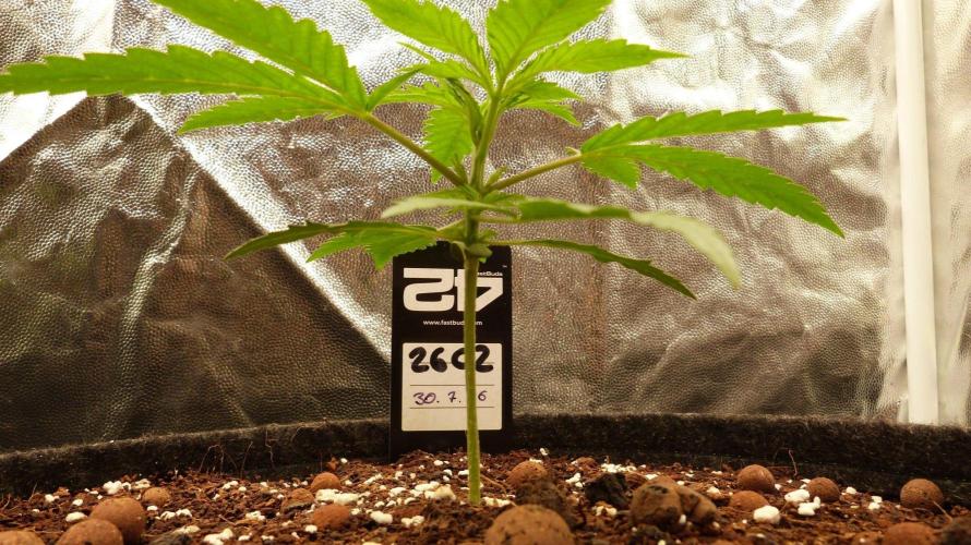 !FastBuds FBA unpublished TESTER GROW!. Week 4