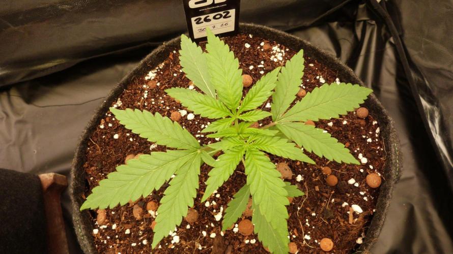 !FastBuds FBA unpublished TESTER GROW!. Week 4