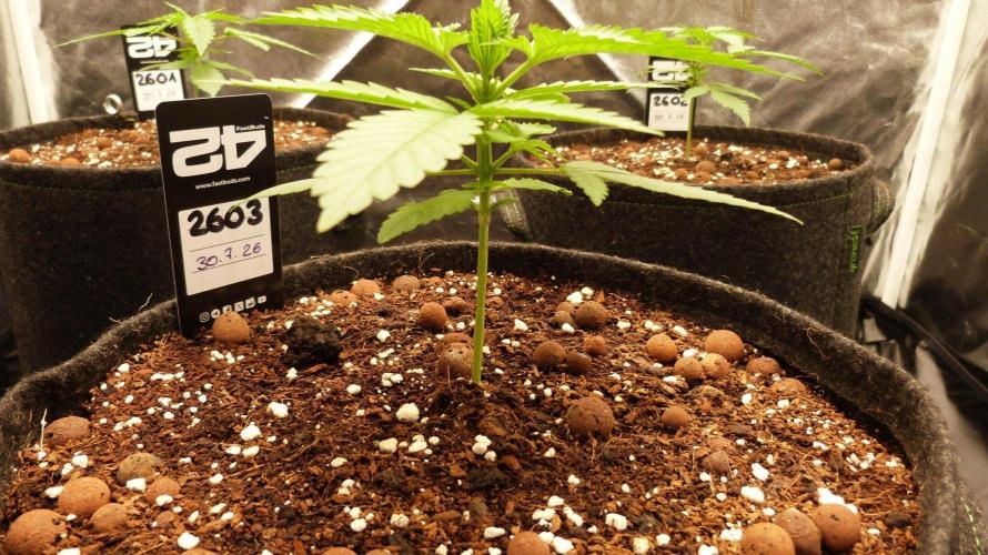 !FastBuds FBA unpublished TESTER GROW!. Week 4